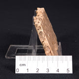 STROMATOPOROID, Devonian, Australia ZSB002