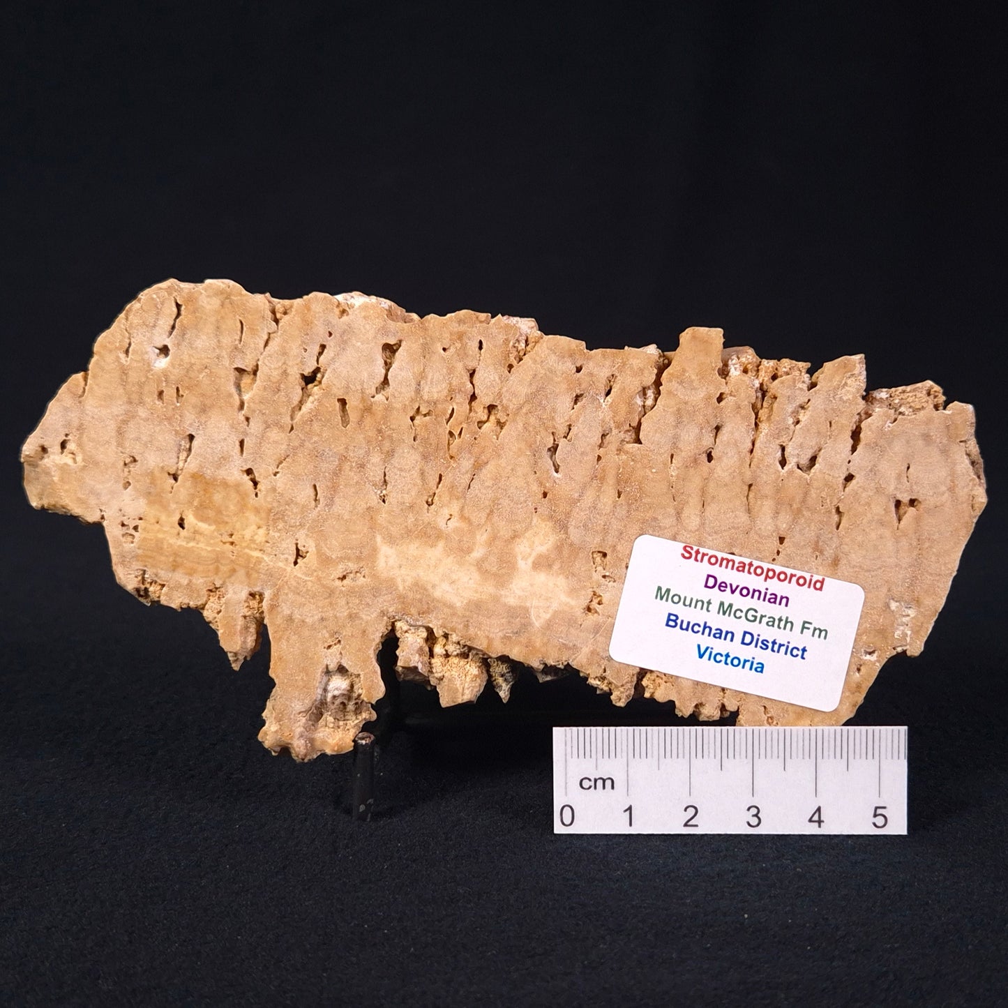 Stromatoporoid from Buchan District, Australia ZSB003