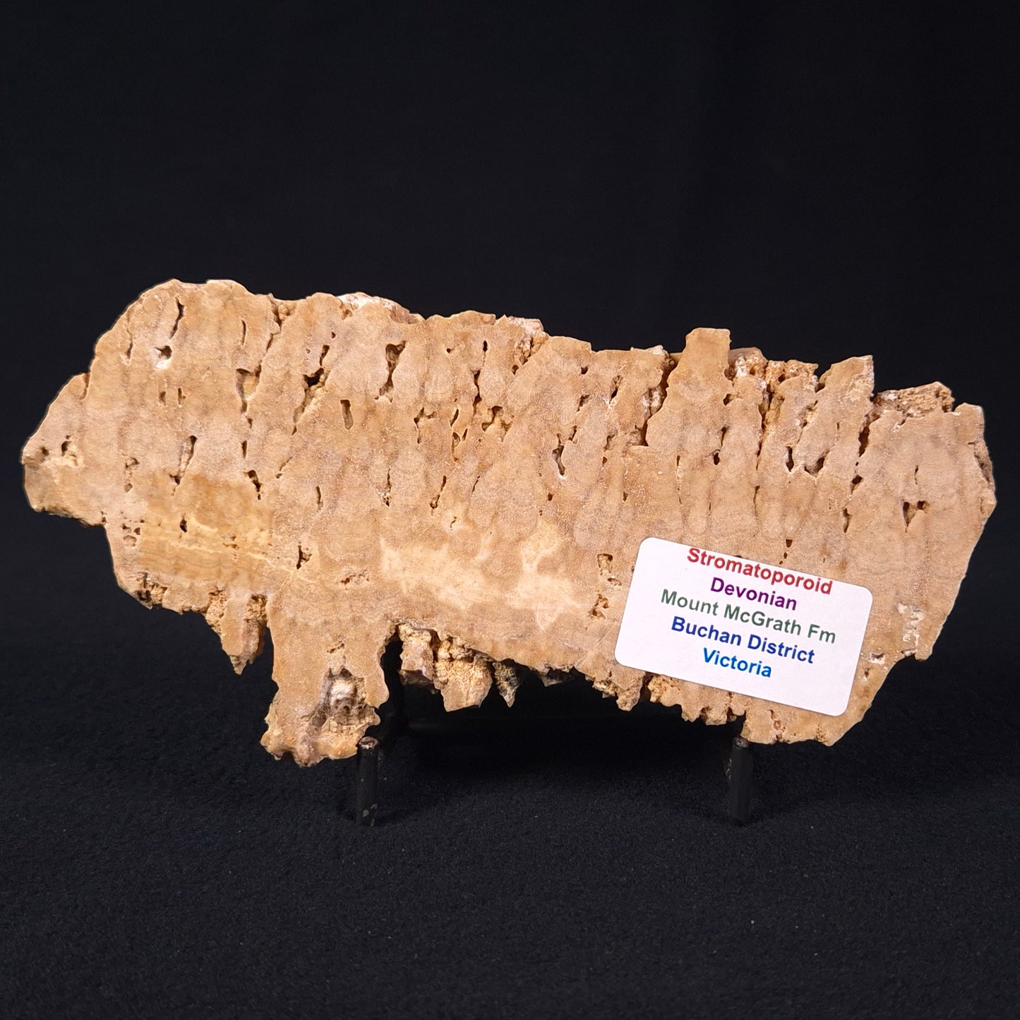 Stromatoporoid from Buchan District, Australia ZSB003