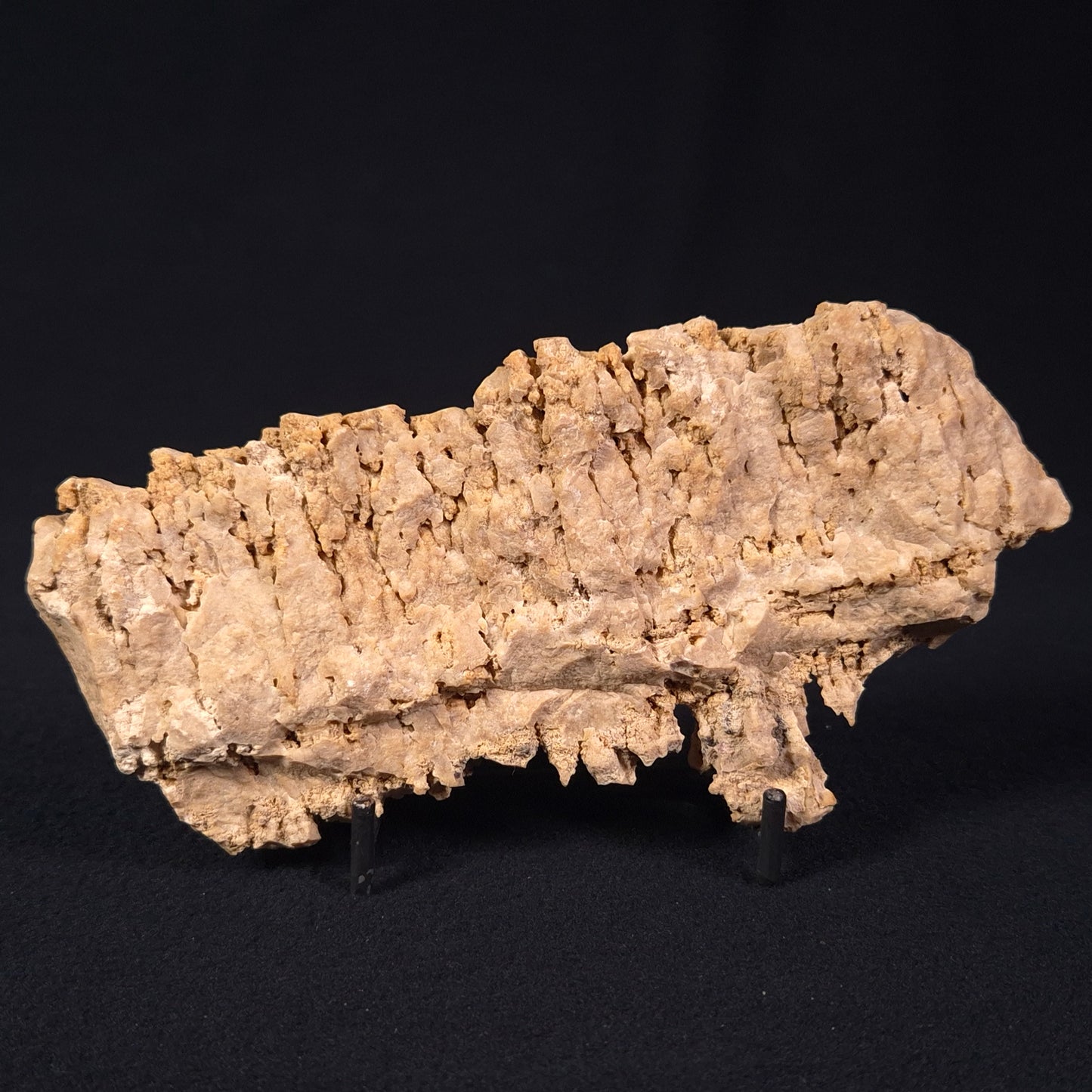 Stromatoporoid from Buchan District, Australia ZSB003