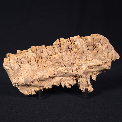 Stromatoporoid from Buchan District, Australia ZSB003