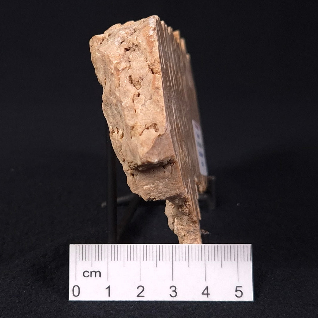 Stromatoporoid from Buchan District, Australia ZSB003