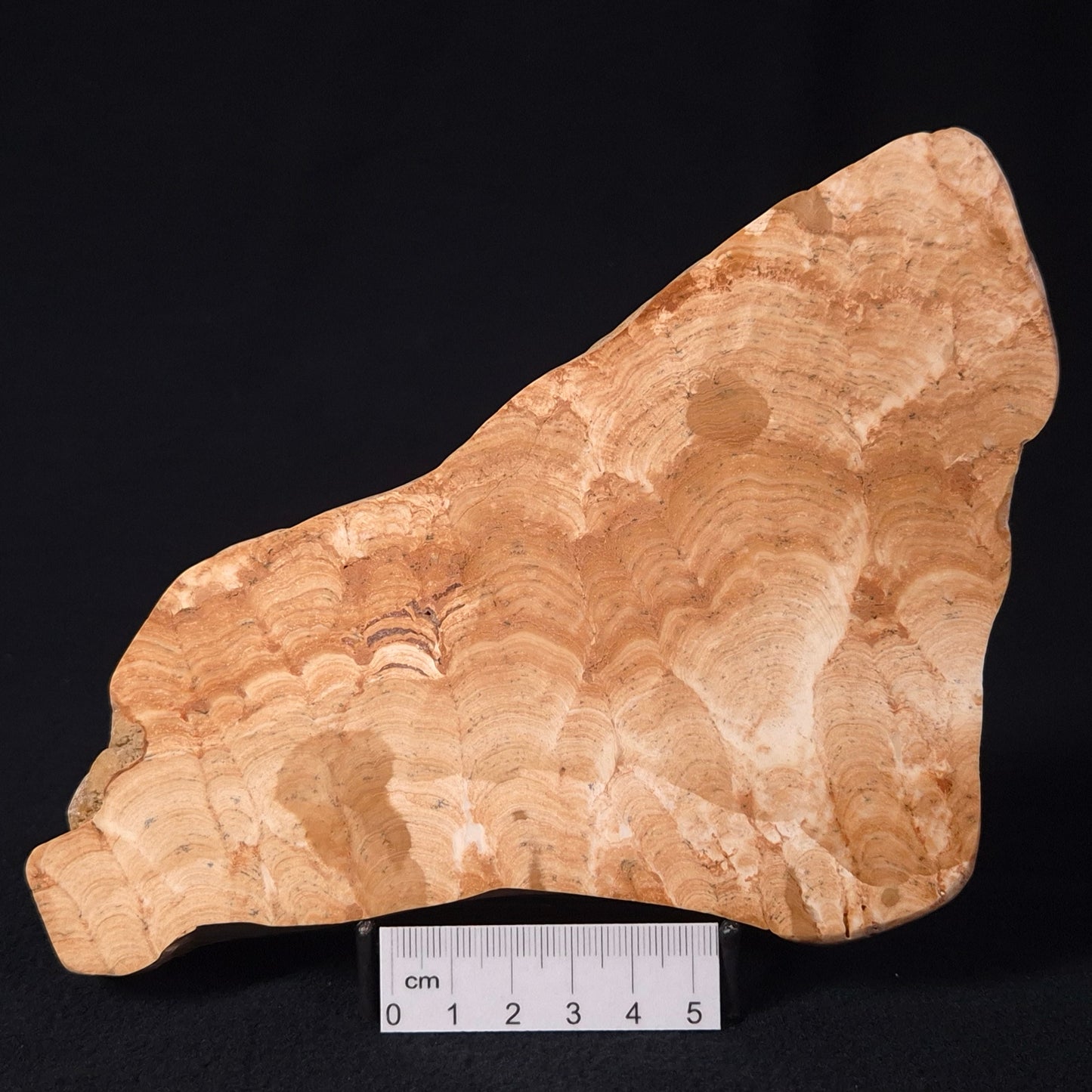Stromatoporoid from Buchan District, Australia ZSB006