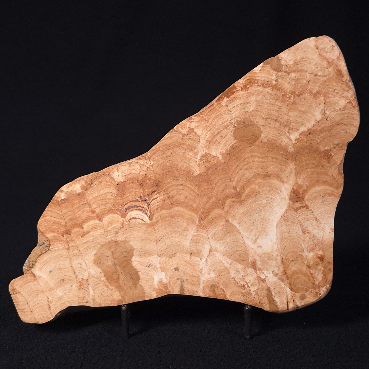 Stromatoporoid from Buchan District, Australia ZSB006