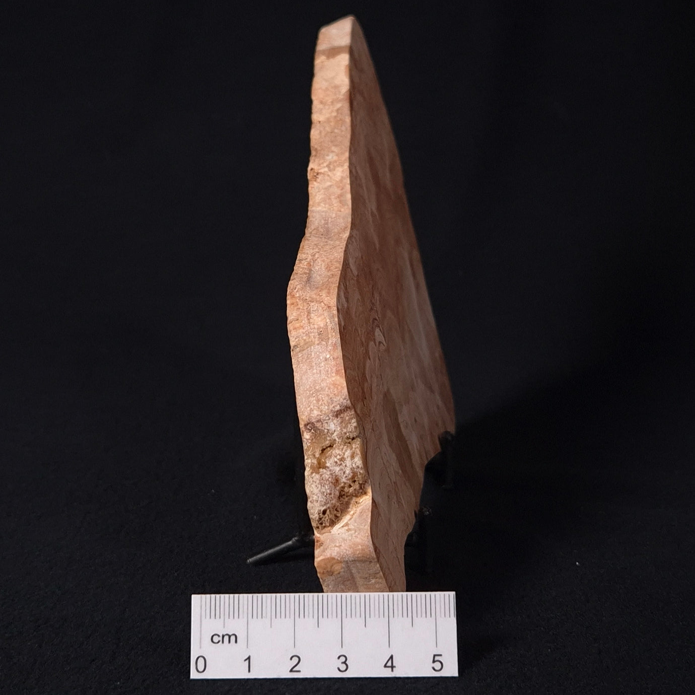 Stromatoporoid from Buchan District, Australia ZSB006