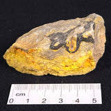 BUMBLEBEE JASPER, Indonesia XBJ004