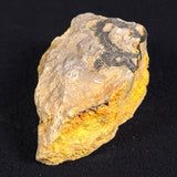 BUMBLEBEE JASPER, Indonesia XBJ004