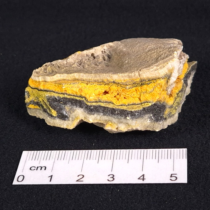 BUMBLEBEE JASPER, Indonesia XBJ005