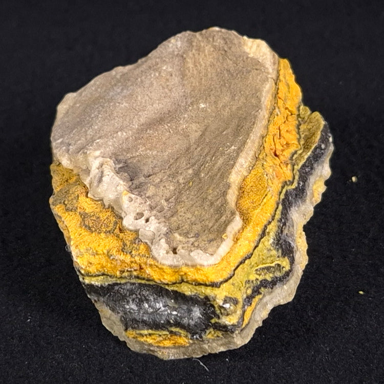 BUMBLEBEE JASPER, Indonesia XBJ005