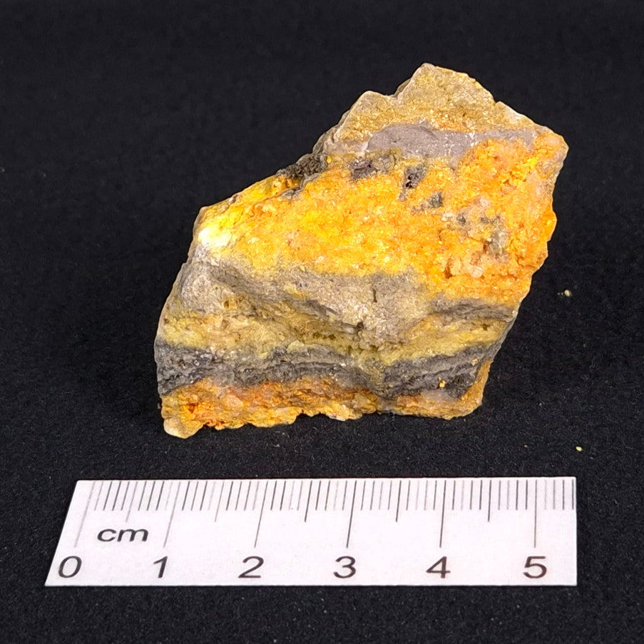 BUMBLEBEE JASPER, Indonesia XBJ006