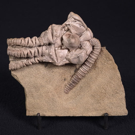 JIMBACRINUS BOSTOCKI CRINOID FOSSIL, Permian, Australia XJB016