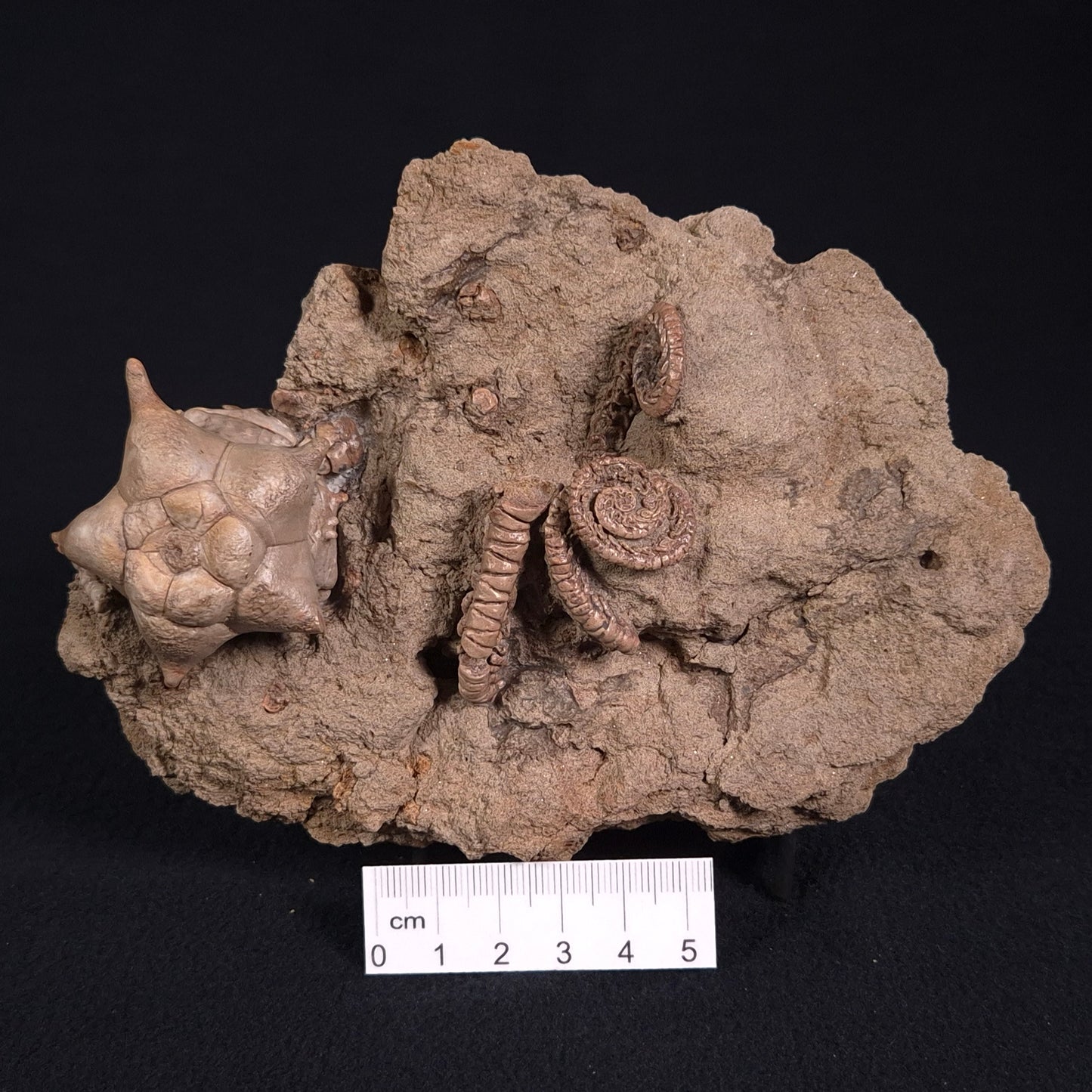Jimbacrinus Bostocki Crinoid Fossil XJB017
