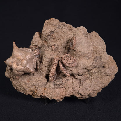 Jimbacrinus Bostocki Crinoid Fossil XJB017