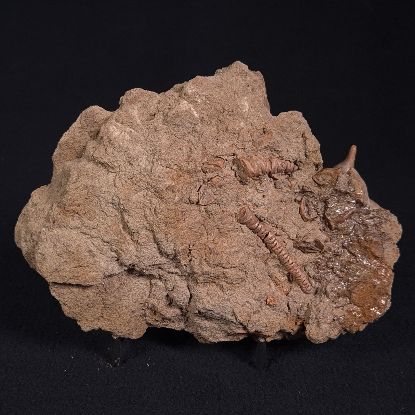 Jimbacrinus Bostocki Crinoid Fossil XJB017