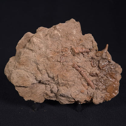 Jimbacrinus Bostocki Crinoid Fossil XJB017