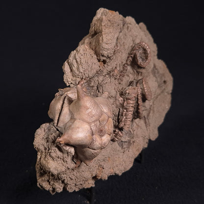 Jimbacrinus Bostocki Crinoid Fossil XJB017
