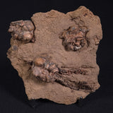 JIMBACRINUS BOSTOCKI CRINOID FOSSIL, Permian, Australia XJB018