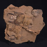 JIMBACRINUS BOSTOCKI CRINOID FOSSIL, Permian, Australia XJB018