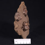 JIMBACRINUS BOSTOCKI CRINOID FOSSIL, Permian, Australia XJB018