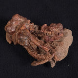 JIMBACRINUS BOSTOCKI CRINOID FOSSIL, Permian, Australia XJB019