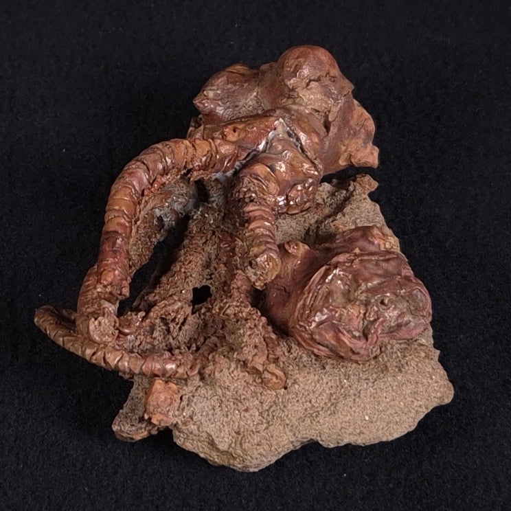 JIMBACRINUS BOSTOCKI CRINOID FOSSIL, Permian, Australia XJB019