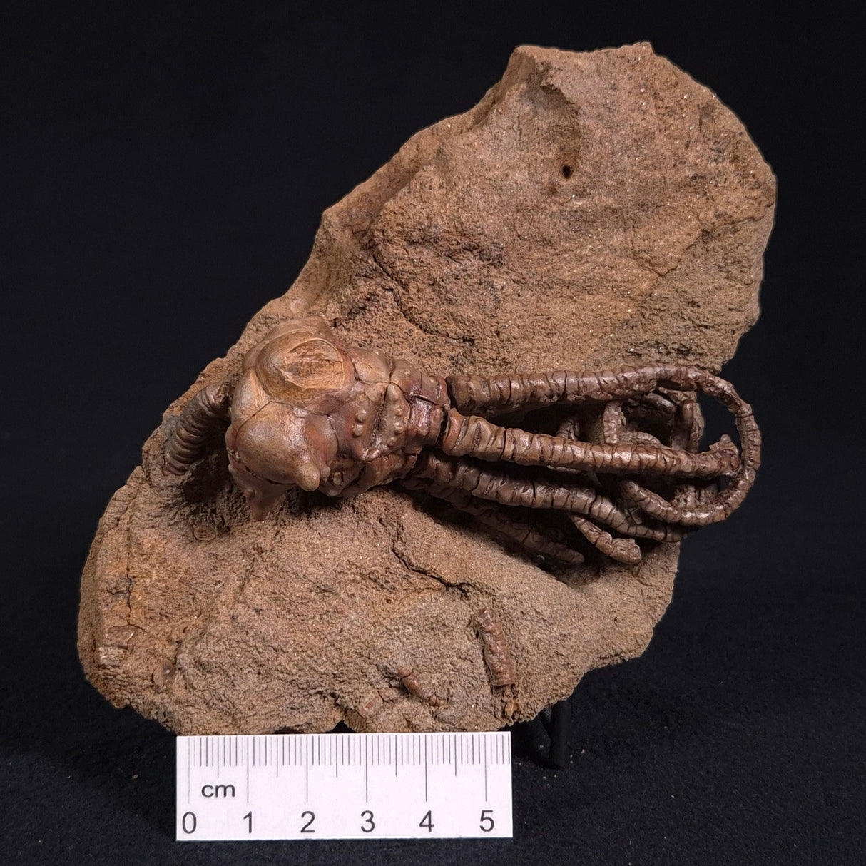 JIMBACRINUS BOSTOCKI CRINOID FOSSIL, Permian, Australia XJB020