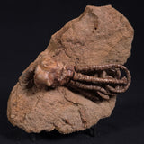 JIMBACRINUS BOSTOCKI CRINOID FOSSIL, Permian, Australia XJB020