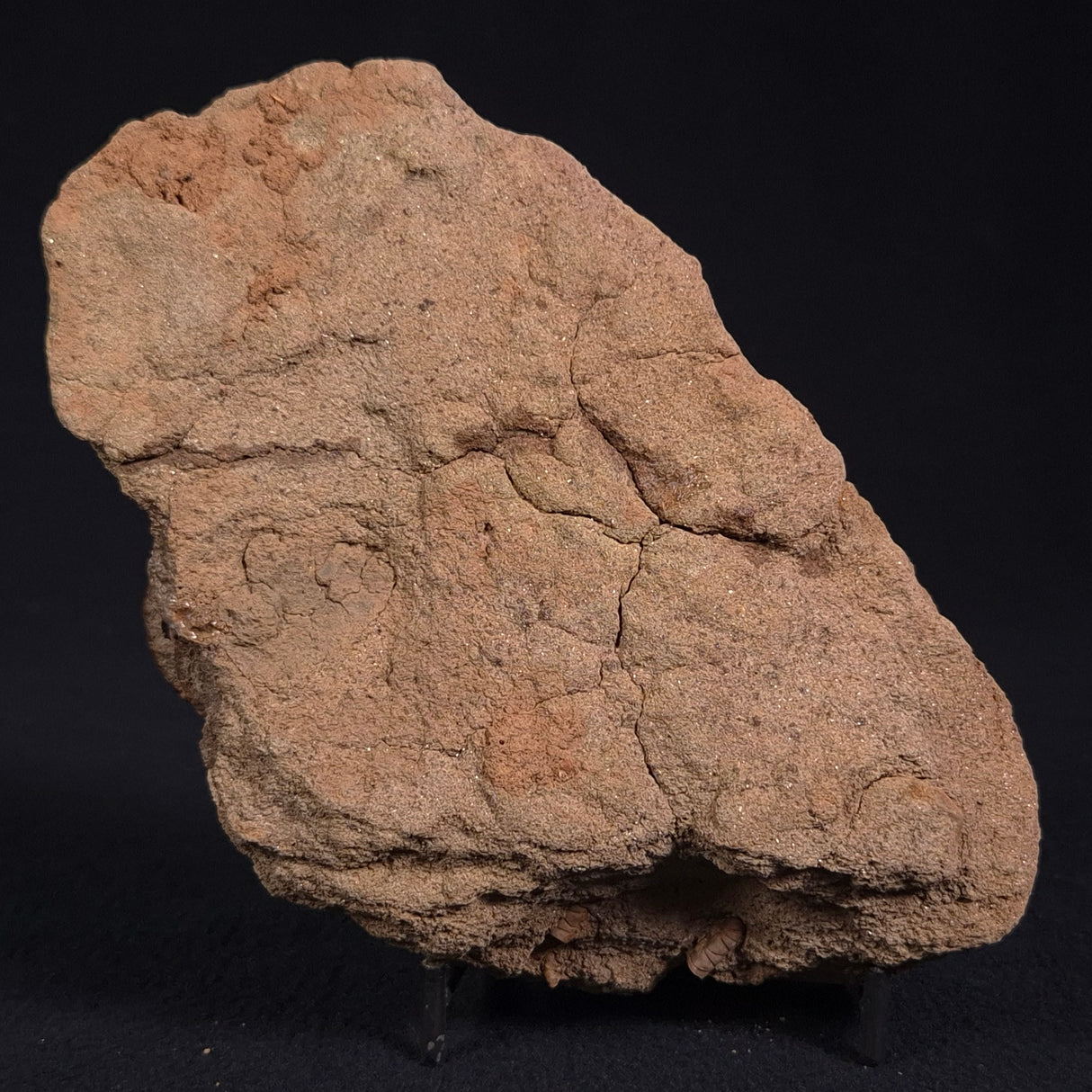 JIMBACRINUS BOSTOCKI CRINOID FOSSIL, Permian, Australia XJB020