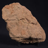 JIMBACRINUS BOSTOCKI CRINOID FOSSIL, Permian, Australia XJB020