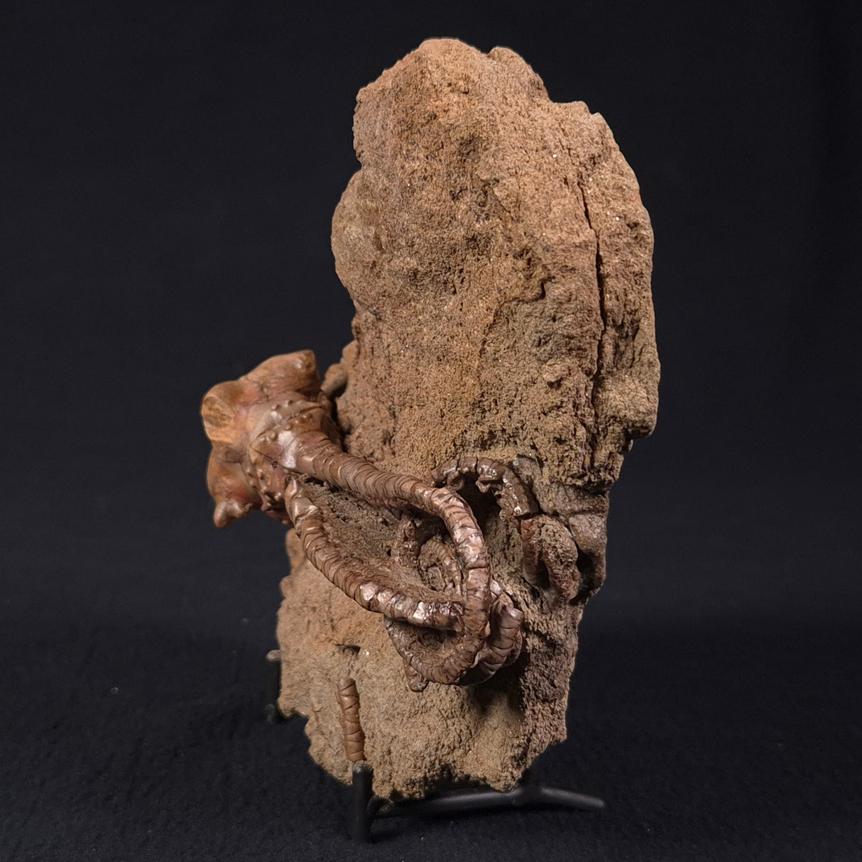 JIMBACRINUS BOSTOCKI CRINOID FOSSIL, Permian, Australia XJB020