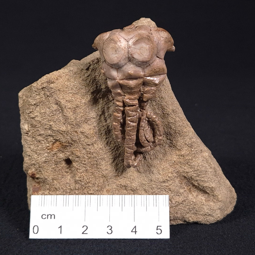 Jimbacrinus Bostocki Crinoid Fossil XJB021