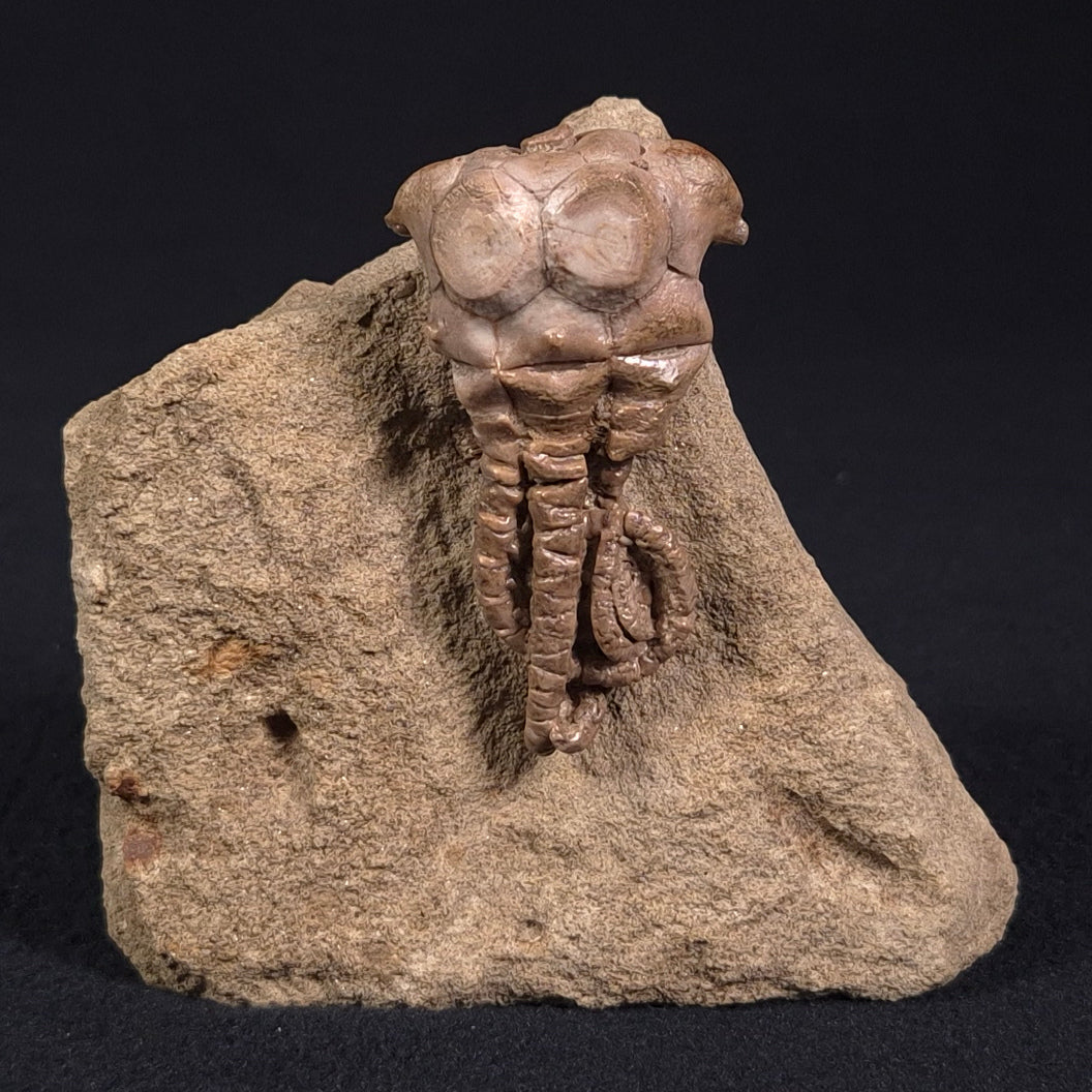 Jimbacrinus Bostocki Crinoid Fossil XJB021