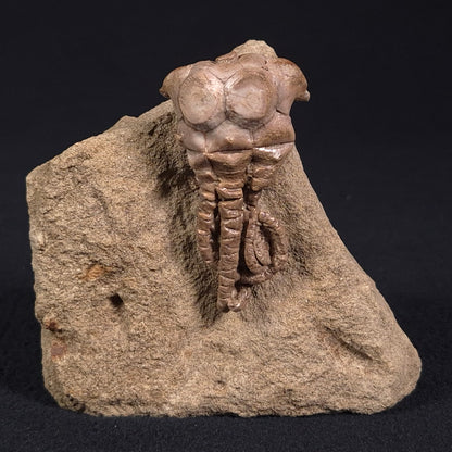 Jimbacrinus Bostocki Crinoid Fossil XJB021