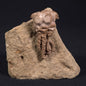 Jimbacrinus Bostocki Crinoid Fossil XJB021