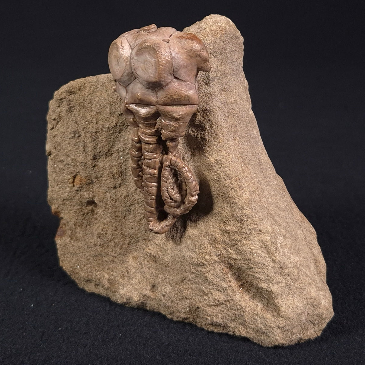 Jimbacrinus Bostocki Crinoid Fossil XJB021