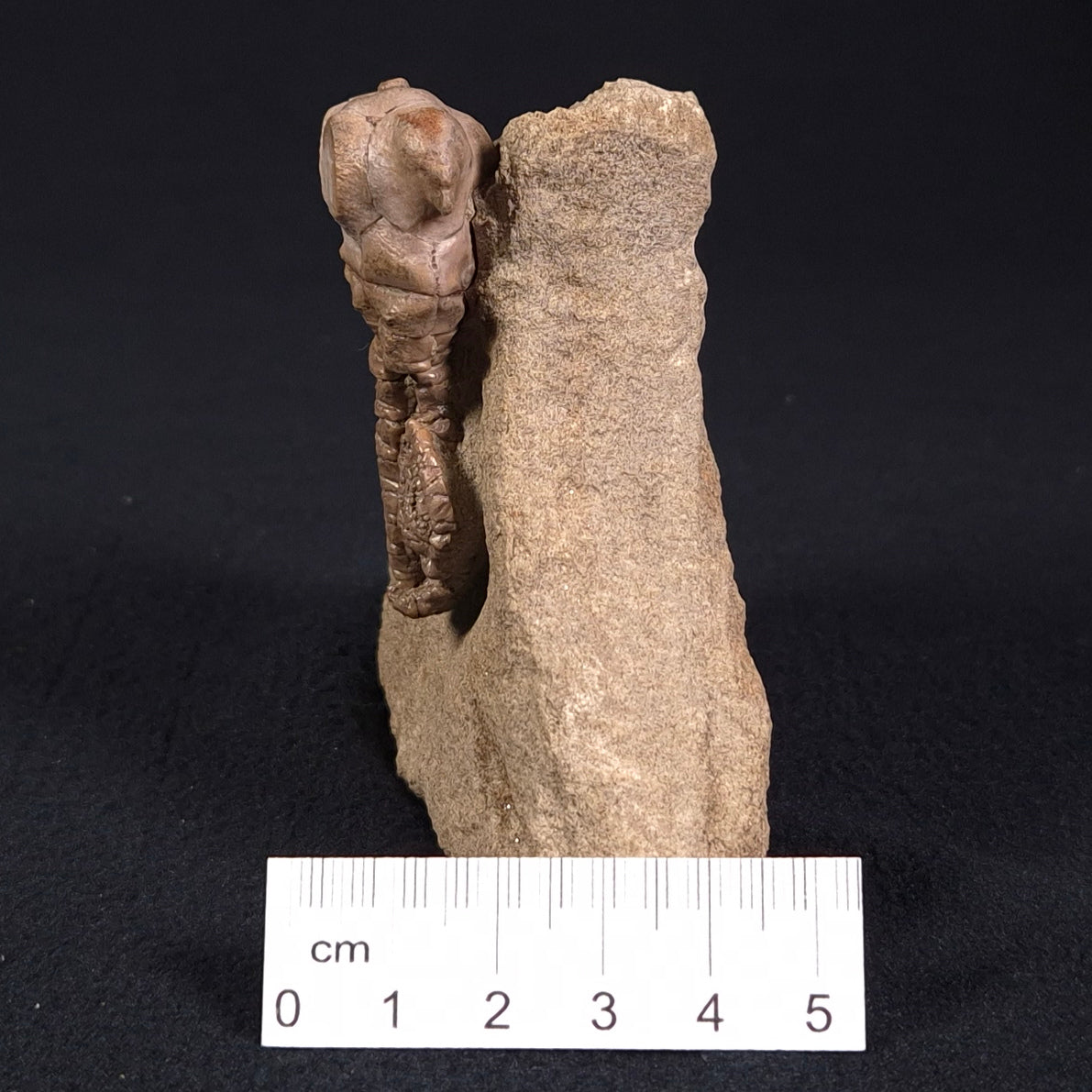Jimbacrinus Bostocki Crinoid Fossil XJB021