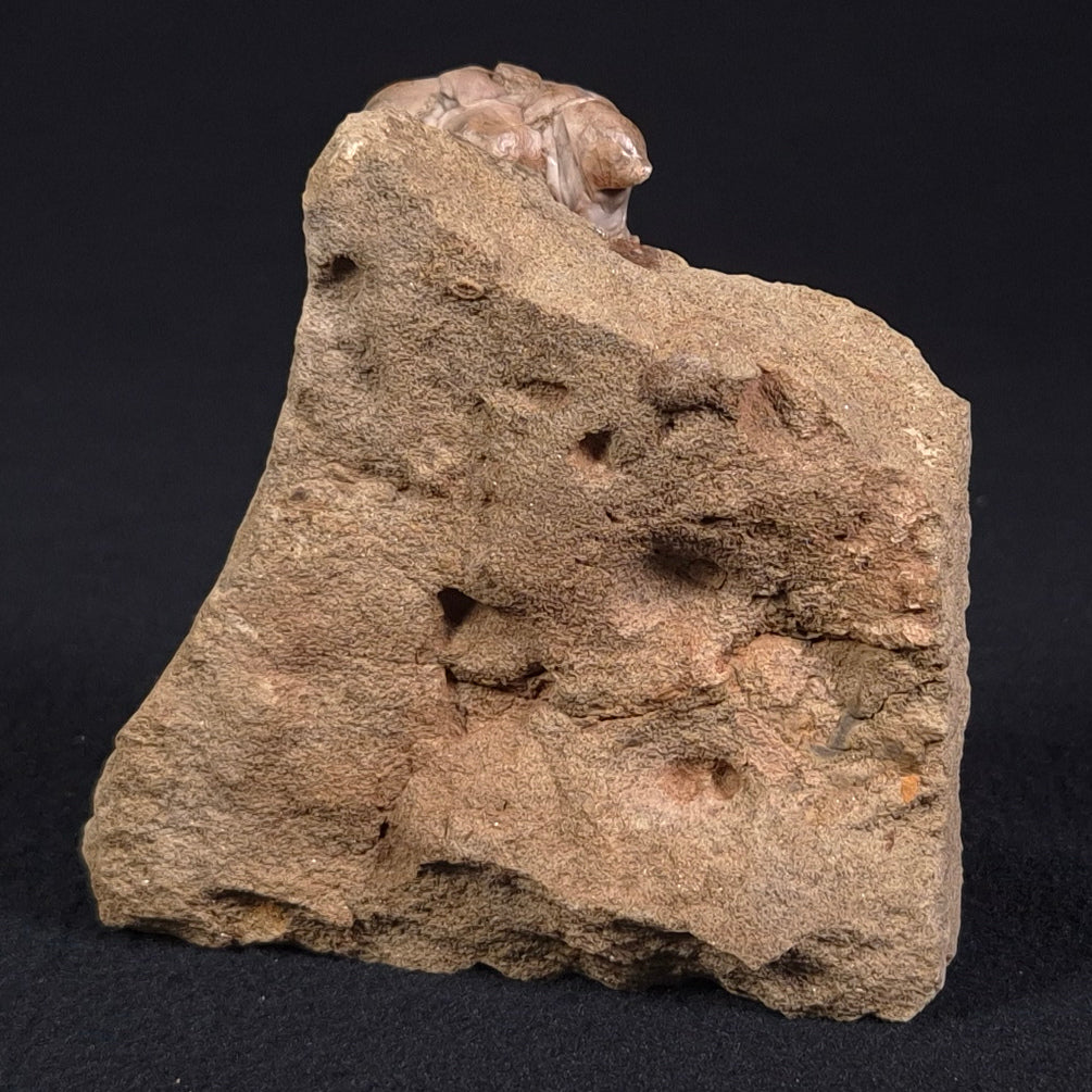 Jimbacrinus Bostocki Crinoid Fossil XJB021
