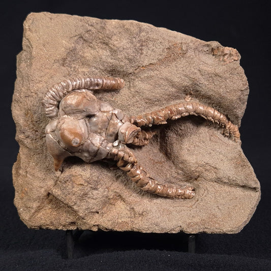 JIMBACRINUS BOSTOCKI CRINOID FOSSIL, Permian, Australia XJB022