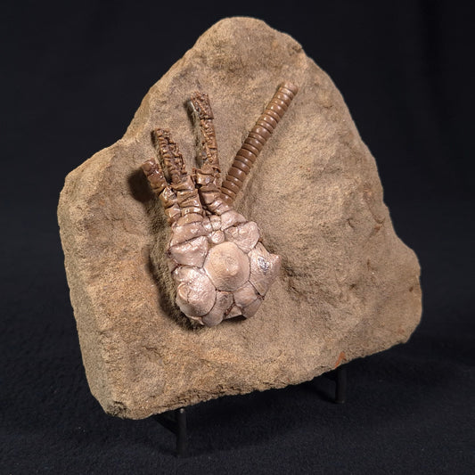 JIMBACRINUS BOSTOCKI CRINOID FOSSIL, Permian, Australia XJB023