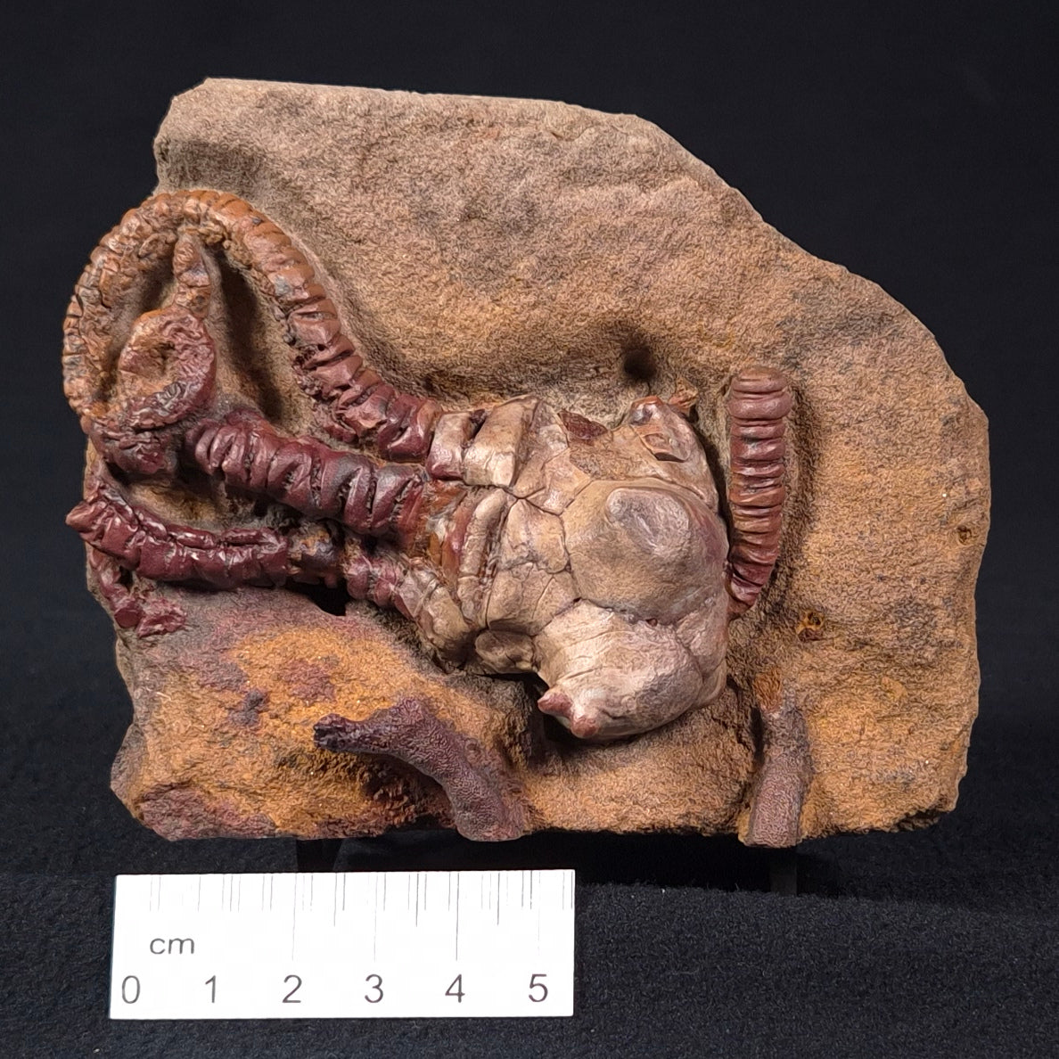 JIMBACRINUS BOSTOCKI CRINOID FOSSIL, Permian, Australia XJB024