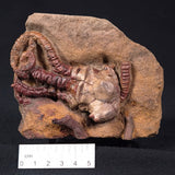 JIMBACRINUS BOSTOCKI CRINOID FOSSIL, Permian, Australia XJB024