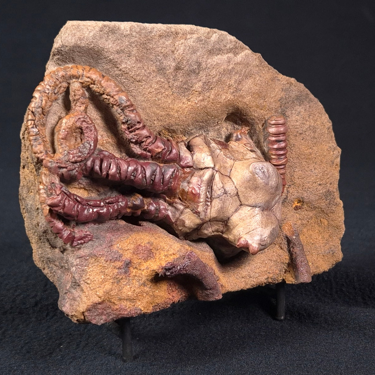 JIMBACRINUS BOSTOCKI CRINOID FOSSIL, Permian, Australia XJB024