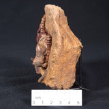 JIMBACRINUS BOSTOCKI CRINOID FOSSIL, Permian, Australia XJB024