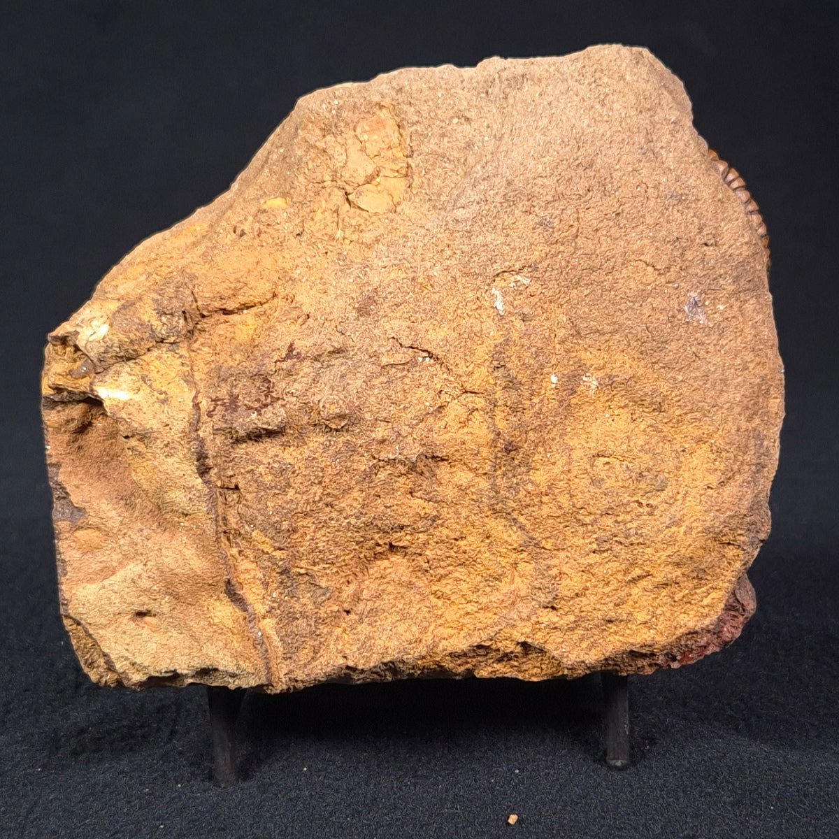 JIMBACRINUS BOSTOCKI CRINOID FOSSIL, Permian, Australia XJB024