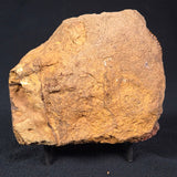 JIMBACRINUS BOSTOCKI CRINOID FOSSIL, Permian, Australia XJB024