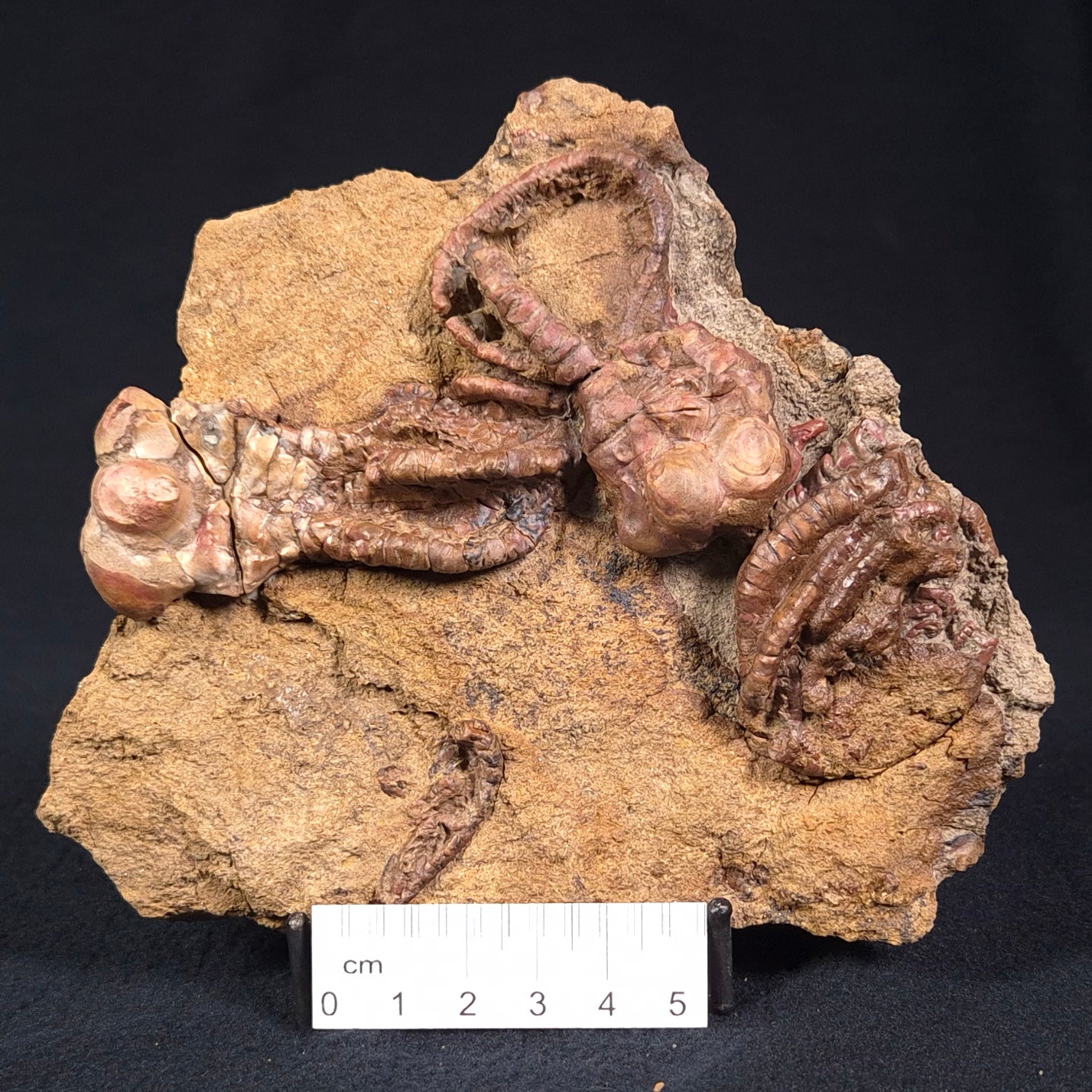 Jimbacrinus Bostocki Crinoid Fossil XJB025