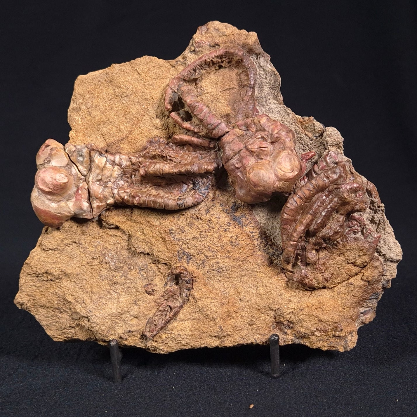 Jimbacrinus Bostocki Crinoid Fossil XJB025