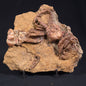 Jimbacrinus Bostocki Crinoid Fossil XJB025