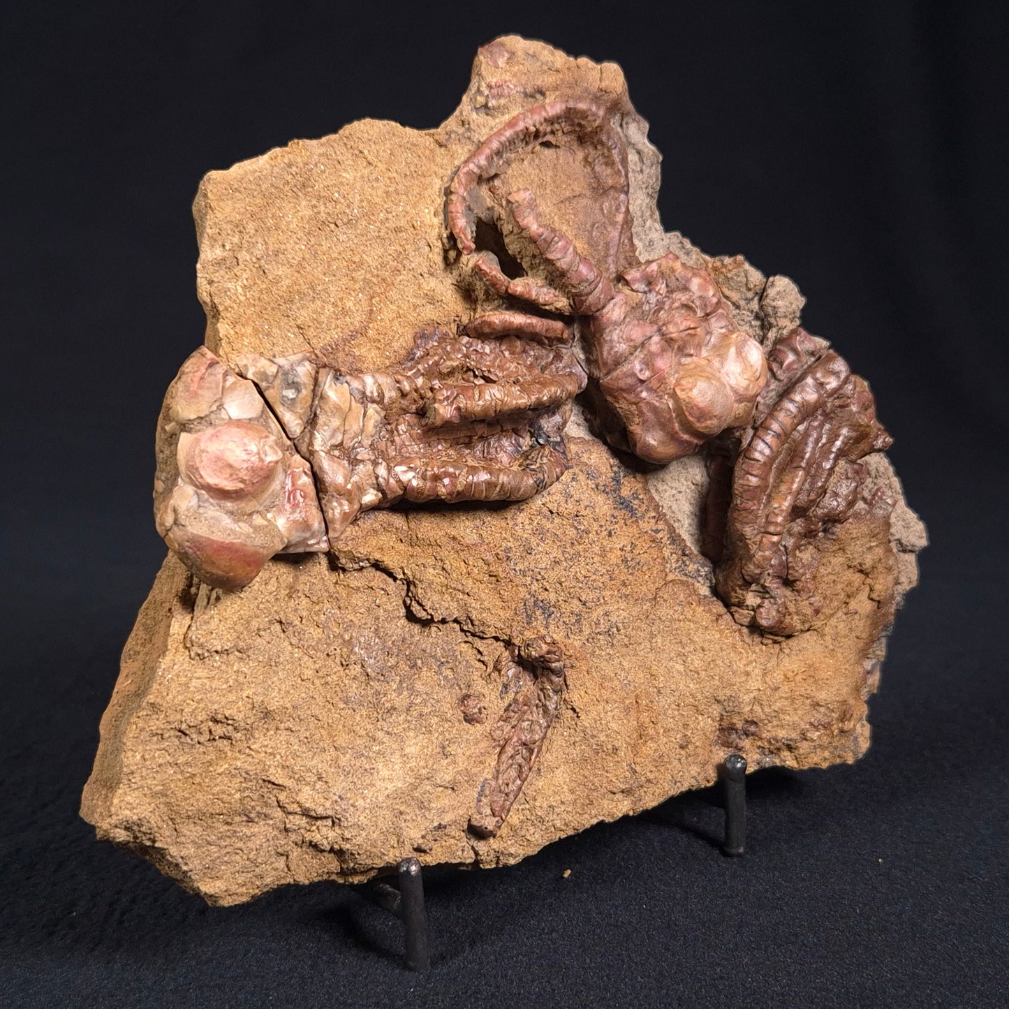 Jimbacrinus Bostocki Crinoid Fossil XJB025