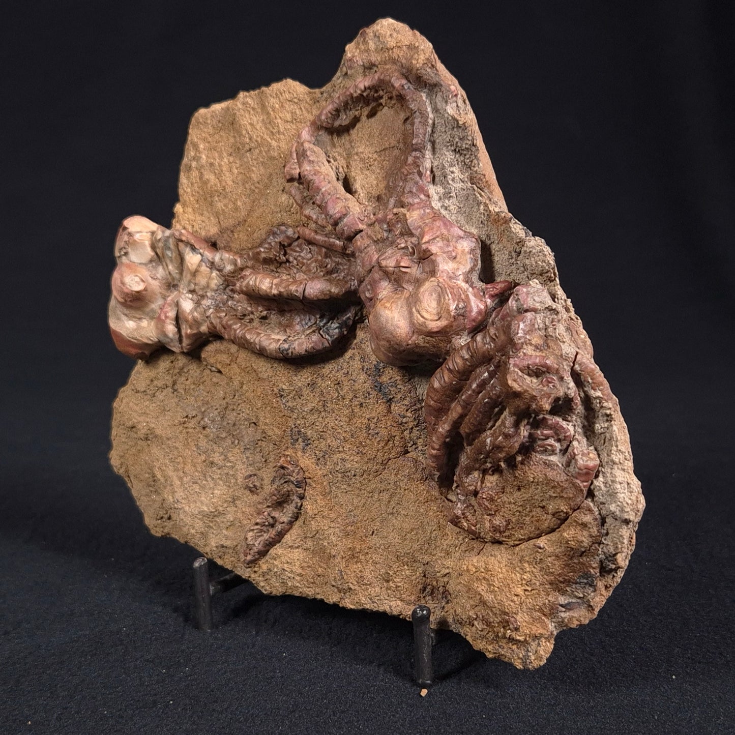 Jimbacrinus Bostocki Crinoid Fossil XJB025